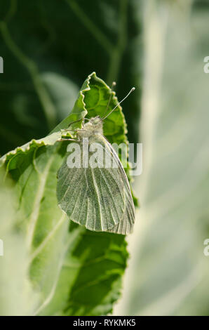 Großer weißer Schmetterling, Eier, Pieris brassicae auf Kohl, Spanien. Stockfoto