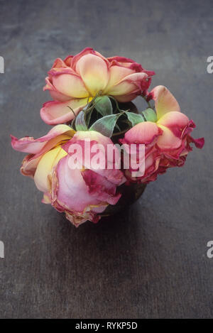 Drei geblasen rosa- und Cremefarbenen Blütenköpfe der Rose oder Rosa reizende Dame in kleinen Vase von oben gesehen Stockfoto