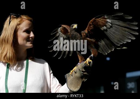 IMOGEN DAVIS, Rufus, den WIMBLEDON HAWK TAUBEN SCARER, die Wimbledon Championships 2017, die Wimbledon Championships 2017, 2017 Stockfoto