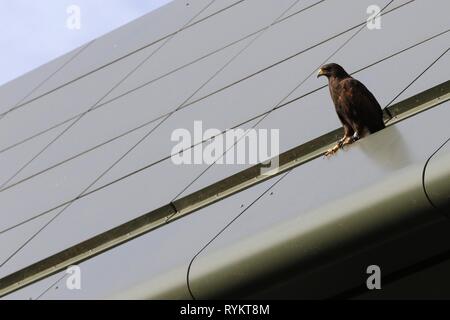 RUFUS DIE WIMBLEDON HAWK TAUBEN SCARER auf Center Court DACH, die Wimbledon Championships, die Wimbledon Championships 2017, 2017 Stockfoto