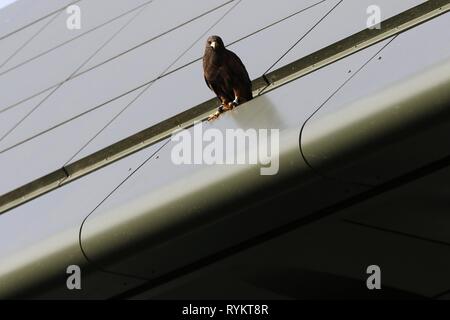 RUFUS DIE WIMBLEDON HAWK TAUBEN SCARER auf Center Court DACH, die Wimbledon Championships, die Wimbledon Championships 2017, 2017 Stockfoto