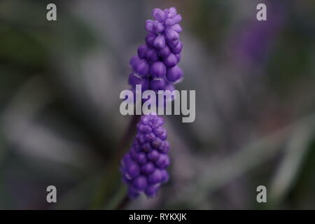 Zwei schönen violetten Glockenblumen vor der Blüte, mit blauer Hintergrund. Stockfoto