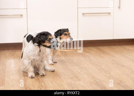 Zwei Hunde in der Wohnung. Ein Jack Russell Terrier trägt eine Schnauze. Stockfoto