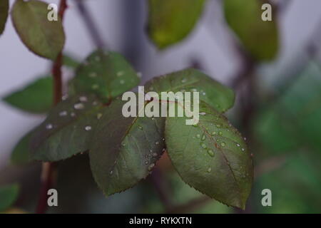 Regen fällt auf neue Feder Blätter Stockfoto