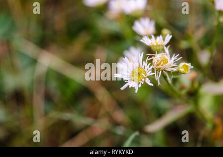 Feld Kamille close-up. Kamille auf grünem Hintergrund. Blumen in den natürlichen Bedingungen. Stockfoto