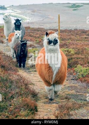 Alpakas auf der Weide Stockfoto