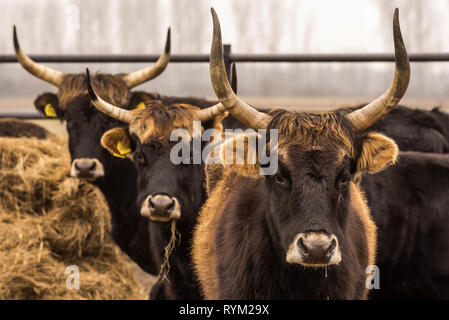 Heckrinder, Kühe und Stiere auf winterlichen Weide mit offenen stablel Stockfoto