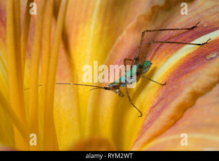 Von Scudder Bush katydid Nymphe (Scudderia sp.) auf Blüte von DAYLILY (Hemerocallus fulva). Stockfoto