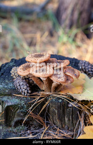 Ernte der essbaren Pilze Armillaria Mellea Honig blätterpilze wie auf einem Baumstumpf in einem Herbst Nadelwald bekannt Stockfoto