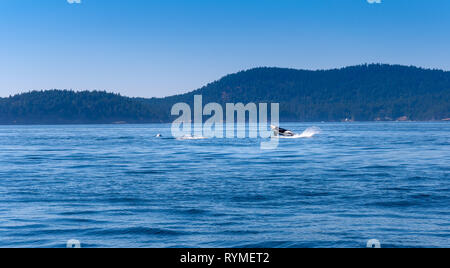 Ein Orca ist das Springen aus dem Wasser. Bild in der Nähe von Vancouver Island. Stockfoto