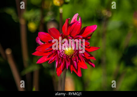 Dahlie Blume im wilden Feld angebaut Stockfoto