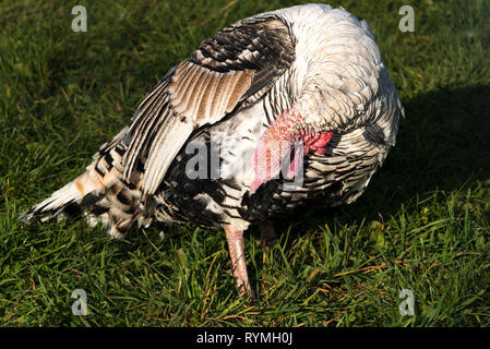 Inländische Türkei (Meleagris Gallopavo) Stockfoto