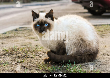Siamesische Katze mit blauen Augen sitzen auf der Straße. Stockfoto