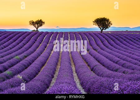 Provence, Frankreich. Lavendel Felder auf der Hochebene von Valensole. Stockfoto