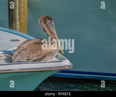 Juvenile Braunpelikan (Pelecanus occidentalis) auf dem Bug des Bootes in einer Marina in Miami, Florida. Stockfoto