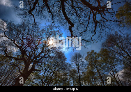 Urwald Urwald Sababurg, Hofgeismar, Weserbergland, Nordrhein-Westfalen, Hessen, Deutschland Stockfoto