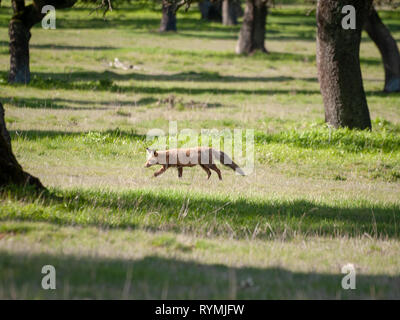 Ein Fuchs (Vulpes vulpes) über die Jagd in den Wald Stockfoto