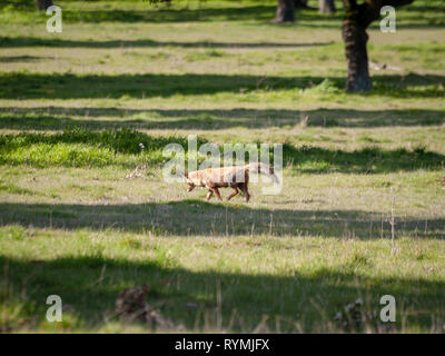 Ein Fuchs (Vulpes vulpes) über die Jagd in den Wald Stockfoto