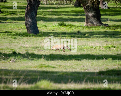 Ein Fuchs (Vulpes vulpes) über die Jagd in den Wald Stockfoto