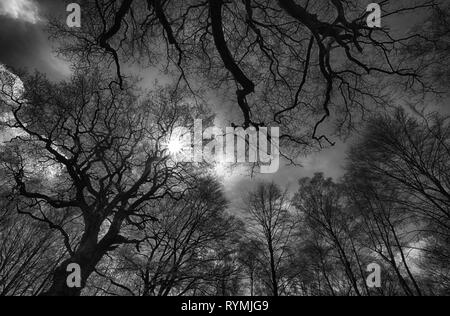 Urwald Urwald Sababurg, Hofgeismar, Weserbergland, Nordrhein-Westfalen, Hessen, Deutschland Stockfoto