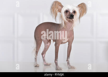 Close-up Portrait von niedlichen Chinesischer Schopfhund auf Hintergrund Stockfoto