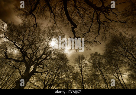 Urwald Urwald Sababurg, Hofgeismar, Weserbergland, Nordrhein-Westfalen, Hessen, Deutschland Stockfoto