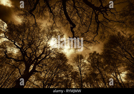 Urwald Urwald Sababurg, Hofgeismar, Weserbergland, Nordrhein-Westfalen, Hessen, Deutschland Stockfoto