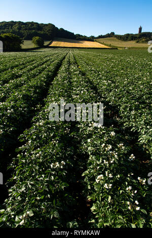 Kartoffel Felder in Blume in der Nähe von Scrabo, County Down, Nordirland Stockfoto