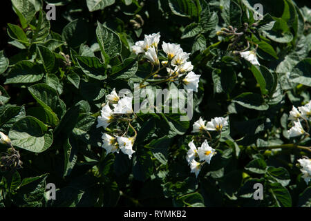 Kartoffel Felder in Blume in der Nähe von Scrabo, County Down, Nordirland Stockfoto