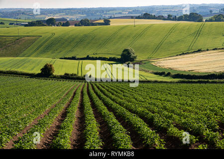 Kartoffel Felder in Blume in der Nähe von Scrabo, County Down, Nordirland Stockfoto