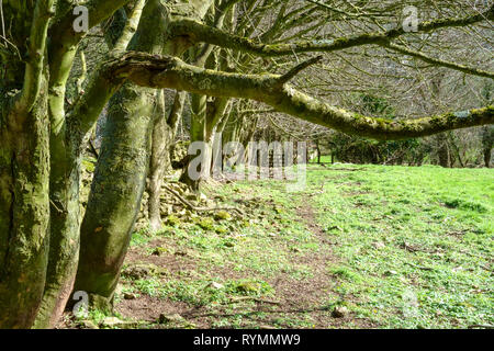 Slad ist ein Dorf in den Cotswolds, in der Nähe Painswick und Stroud Gloucestershire, Großbritannien. Die Heimat von Fomerly Autor Laurie Lee, Apfelwein mit Rosie schrieb. Stockfoto