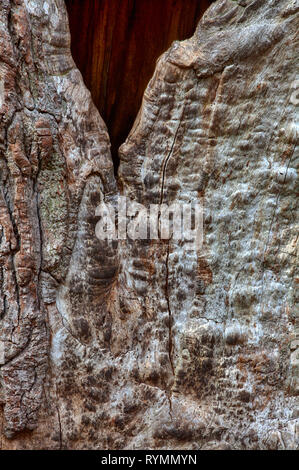 Rinde Strukturen, Urwald Urwald Sababurg, Weserbergland, Nordrhein-Westfalen, Hessen, Deutschland Stockfoto