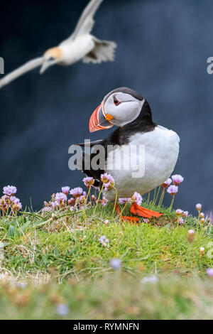 Papageitaucher (Fratercula arctica) am Meer auf einer Klippe und Gannett in seabird Kolonie, Hermaness, Unst, Shetlandinseln, Schottland fliegen, Großbritannien Stockfoto