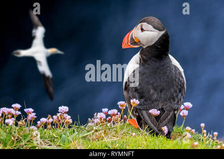 Papageitaucher (Fratercula arctica) am Meer auf den Klippen beobachten Gannett in seabird Kolonie, Schottland fliegen, Großbritannien Stockfoto