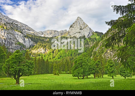 Wunderschöne alpine Landschaft mit üppig-grünen Wald, Wiesen und felsigen Berge. Blick auf Geiselstein Berg in den Ammergauer Alpen. Bayern, Deutschland Stockfoto