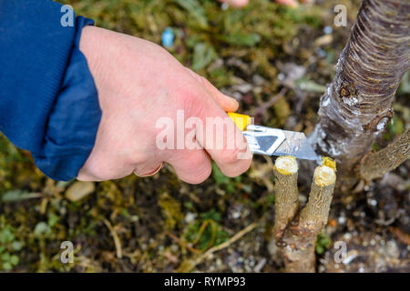 Eine Frau Gärtner schneidet einen Clip aus Holz für die Impfung mit einem scharfen Messer 2019 Stockfoto