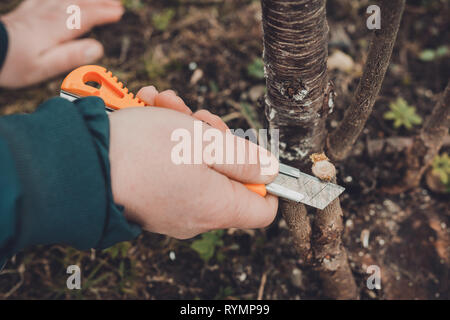 Eine Frau Gärtner schneidet einen Clip aus Holz für die Impfung mit einem scharfen Messer 2019 Stockfoto
