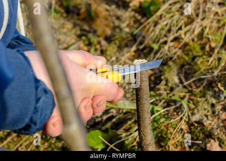 Eine Frau Gärtner schneidet einen Clip aus Holz für die Impfung mit einem scharfen Messer 2019 Stockfoto