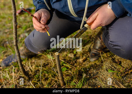 Eine Frau schneidet einen jungen Baum mit einem Messer für die Beimpfung der Obst Zweig 2019 Stockfoto