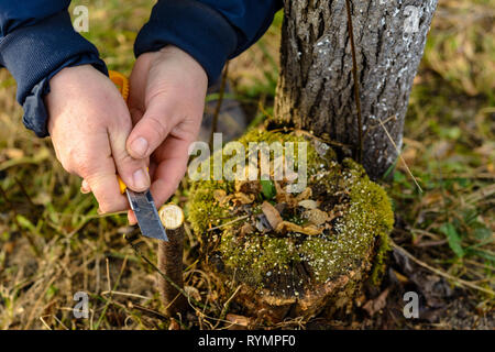 Eine Frau Gärtner schneidet einen Clip aus Holz für die Impfung mit einem scharfen Messer Stockfoto