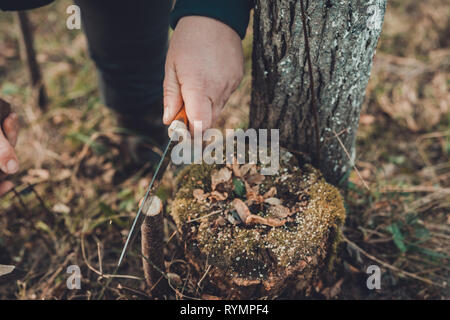 Eine Frau schneidet einen jungen Baum mit einem Messer für die Beimpfung der Obst Zweig Stockfoto