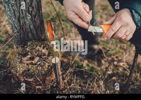 Eine Frau Gärtner schneidet einen Clip aus Holz für die Impfung mit einem scharfen Messer Stockfoto