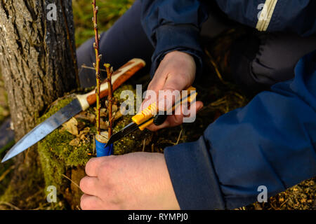 Eine Frau Gärtner schneidet einen Clip aus Holz für die Impfung mit einem scharfen Messer Stockfoto