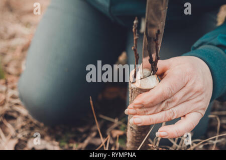 Eine Frau schneidet einen jungen Baum mit einem Messer für die Beimpfung der Obst Zweig Stockfoto