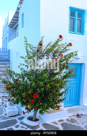 Baum blühen in einer schmalen Gasse auf der griechischen Insel Paros Kykladen Stockfoto