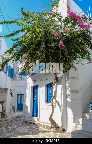 Baum blühen in einer schmalen Gasse auf der griechischen Insel Paros Kykladen Stockfoto