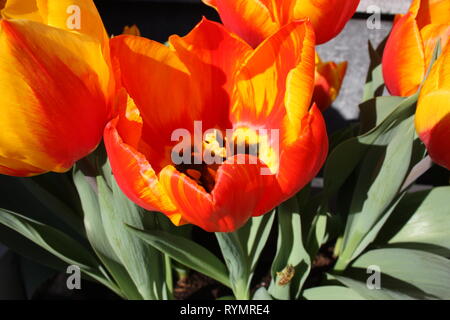 Niederländische Frühling. In der Nähe eines Roten und gelben Tulpen, mit hellen Farben, iconic Symbol von Amsterdam Stockfoto