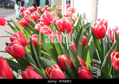 Spring Bouquet. Dekorative Bush von bunten rot, rosa und weißen holländischen Tulpen Stockfoto