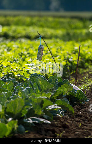 Bier kann man in der Kohl Feld Bett. Bier kann man in den Garten. Bier ist ein alkoholisches Getränk aus Hefe, Malz vergoren gewürzt mit Hopfen. Stockfoto