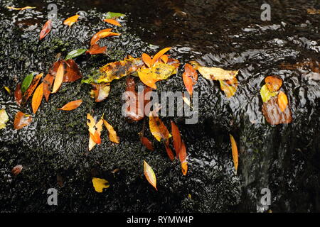 Blätter auf nassen Felsen, Wasserfall, Wasserfälle, die Catlins McLean, Neuseeland Stockfoto